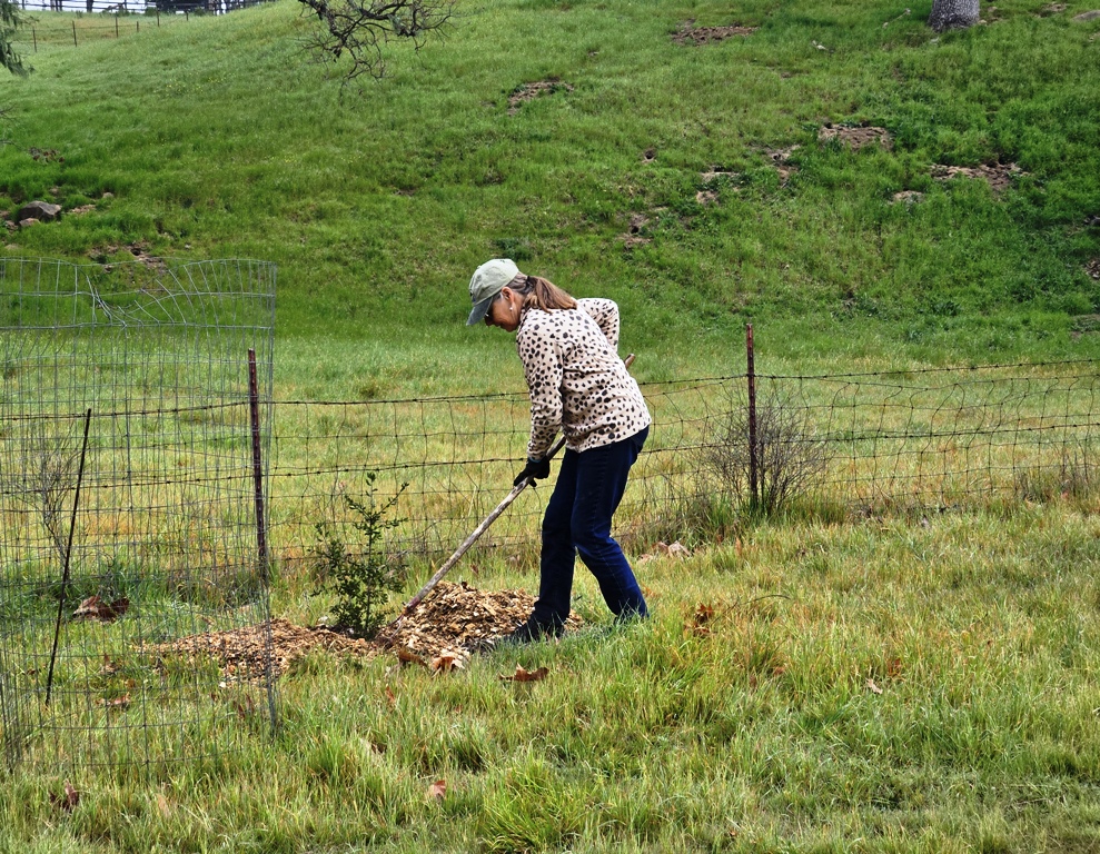 Carol spreading a layer of mulch around a very young tree.